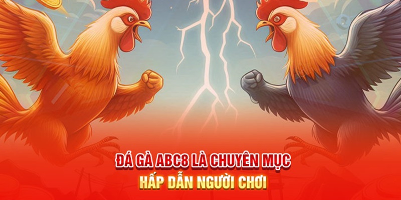 Đá gà ABC8 phát sóng hàng trăm trận chọi gà mỗi ngày